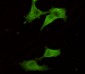 UCH-L1/PGP9.5 (7B8G5E7) Mouse mAb ABZ4244