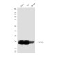 UCH-L1/PGP9.5 (7B8G5E7) Mouse mAb ABZ4244