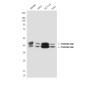 DR5 Mouse mAb ABZ4246