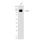 CD31 (5E2) Mouse mAb ABZ4247