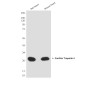 Cardiac Troponin I (4D3) Mouse mAb ABZ4254