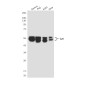 Lyn (1C8) Mouse mAb ABZ4257