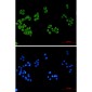 FH/Fumarase Mouse mAb ABZ4259
