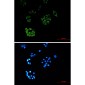FH/Fumarase Mouse mAb ABZ4260