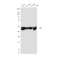 FH/Fumarase Mouse mAb ABZ4260