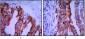 Placental Alkaline Phosphatase Mouse mAb ABZ4263