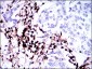 CD45 Mouse mAb ABZ4264