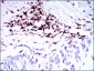 CD45 Mouse mAb ABZ4264