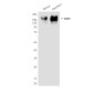 CD45 Mouse mAb ABZ4264