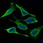 DRP1 Mouse mAb ABZ4265