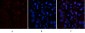 CD45 (8C1) Mouse mAb ABZ4266