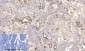 CD45 (8C1) Mouse mAb ABZ4266
