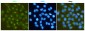 MMP2 (3A8) Mouse mAb ABZ4267