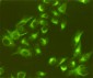 Vimentin (4F8) Mouse mAb ABZ4268