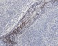 E Cadherin (6B10) Mouse mAb ABZ4269