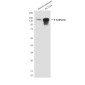 E Cadherin (6B10) Mouse mAb ABZ4269