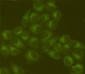 GRP78 BiP (4F11) Mouse mAb ABZ4270