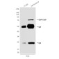 GRP78 BiP (4F11) Mouse mAb ABZ4270
