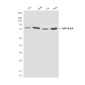 GRP78 BiP (4F11) Mouse mAb ABZ4270