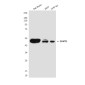 CKMT1 Mouse mAb ABZ4278