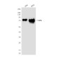 NRF1 Mouse mAb ABZ4282