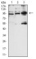 NCAM1 Mouse mAb ABZ4309