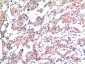 Acetyl-Histone H3 (Lys9) (10F10) Mouse mAb ABZ4313