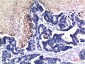 Acetyl-Histone H3 (Lys9) (10F10) Mouse mAb ABZ4313