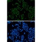 Acetyl-Histone H3 (Lys27) Rabbit mAb ABZ4314