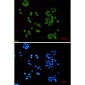 Acetyl-Histone H4 (Lys5) Rabbit mAb ABZ4320