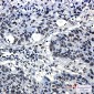 Acetyl-Histone H4 (Lys5) Rabbit mAb ABZ4320