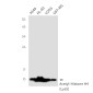 Acetyl-Histone H4 (Lys5) Rabbit mAb ABZ4320