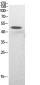 Acetyl-p53 (Lys382) Rabbit pAb ABZ4323
