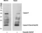 Cleaved-Caspase 9 Rabbit pAb ABZ4329