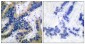 Cleaved-Caspase 6 p18 Rabbit pAb ABZ4330