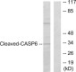 Cleaved-Caspase 6 p18 Rabbit pAb ABZ4330