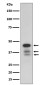 Cleaved-Caspase 9 Rabbit mAb ABZ4331