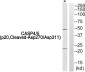 Cleaved-Caspase 4/5 p20 Rabbit pAb ABZ4332