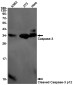 Cleaved-Caspase 3 p12 Rabbit mAb ABZ4333