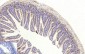 Cleaved-Caspase 3 p17 Rabbit pAb ABZ4335