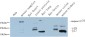 Cleaved-Caspase 3 p17 Rabbit pAb ABZ4335