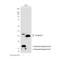 Cleaved-Caspase 3 p17 Rabbit pAb ABZ4336