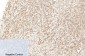Cleaved-Caspase 1 Rabbit pAb ABZ4337