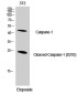 Cleaved-Caspase 1 Rabbit pAb ABZ4337