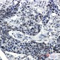 Hydroxyl-Histone H2A (Tyr39) Rabbit mAb ABZ4339