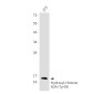 Hydroxyl-Histone H2A (Tyr39) Rabbit mAb ABZ4339