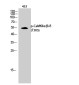 Phospho-CaMKII (Thr305) Rabbit pAb ABZ4341