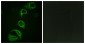 Phospho-ALK (Tyr1604) Rabbit pAb ABZ4342