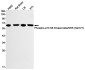 Phospho-P70 S6 Kinase beta/SRK (Ser371) Rabbit mAb ABZ4343