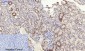 Phospho-PERK (Thr982) Rabbit pAb ABZ4345